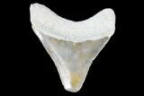 Serrated, Bone Valley Megalodon Tooth - Florida #99850-1